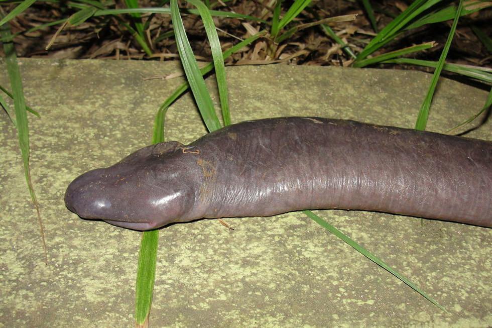 Atretochoana eiselti, la serpiente-polla