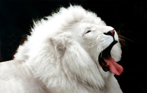 Animales albinos