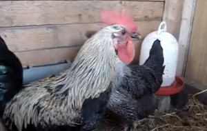El desafiante canto del gallo más gallito