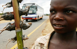 Desayunando ratas en Malawi