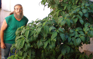 Primeras experiencias con Salvia Divinorum