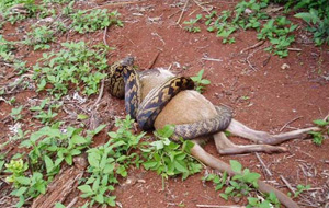 Serpiente tomando aperitivo