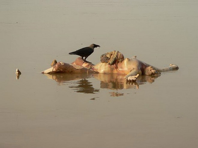 varanasi10