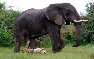 El «tigre» y el elefante acariciado