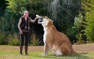 Un gatito llamado Hércules